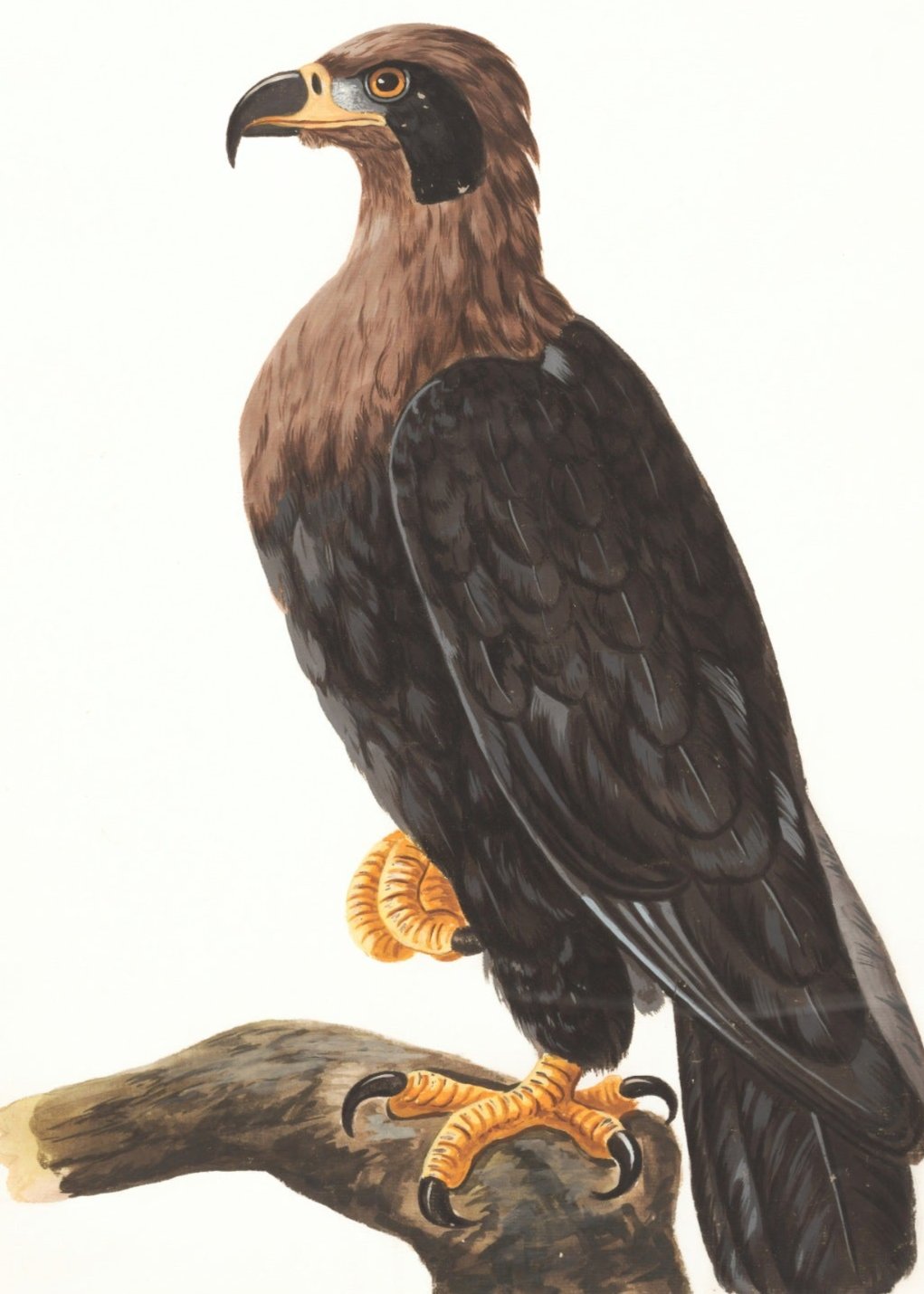 dessin aigle