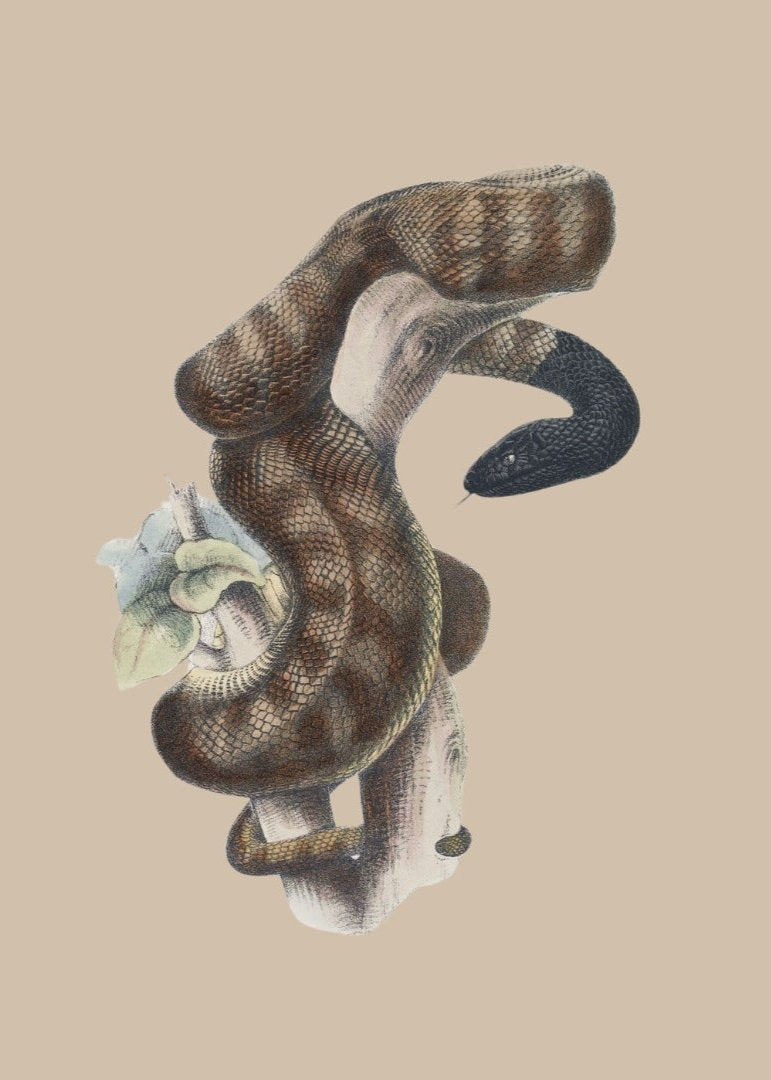 illustration cobra